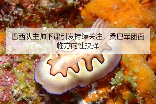 巴西队主帅下课引发持续关注，桑巴军团面临方向性抉择